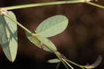 White moneywort